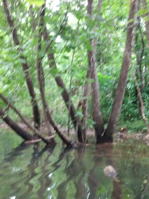Buffalo Creek Campground Picture 4