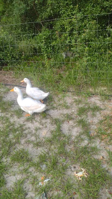 Camp Spoon Bill Picture 1