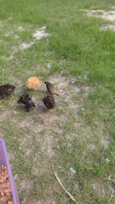 Camp Spoon Bill Picture 3