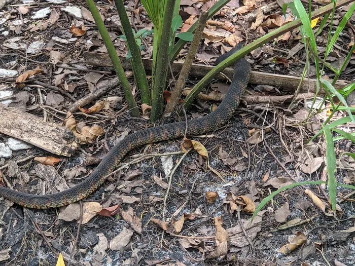 Black Bear Campsite / Shelter Picture 7
