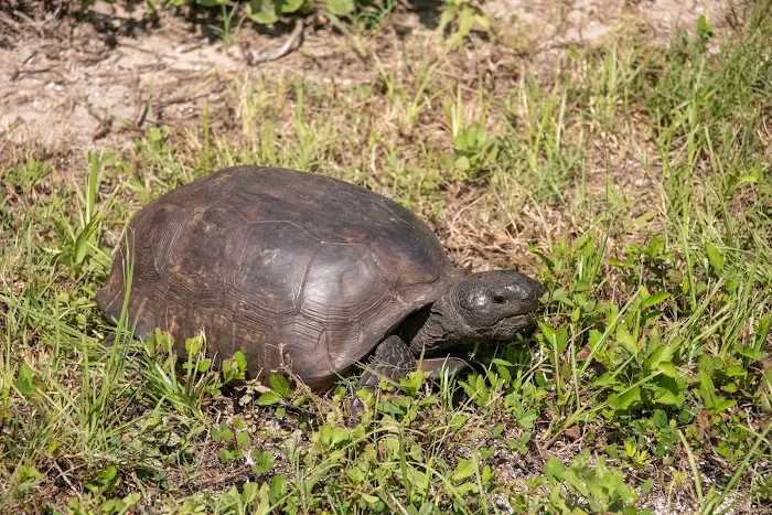 Canaveral National Seashore Backcountry Island Campground Picture 7