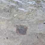 Homestead Campground