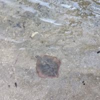 Homestead Campground ico