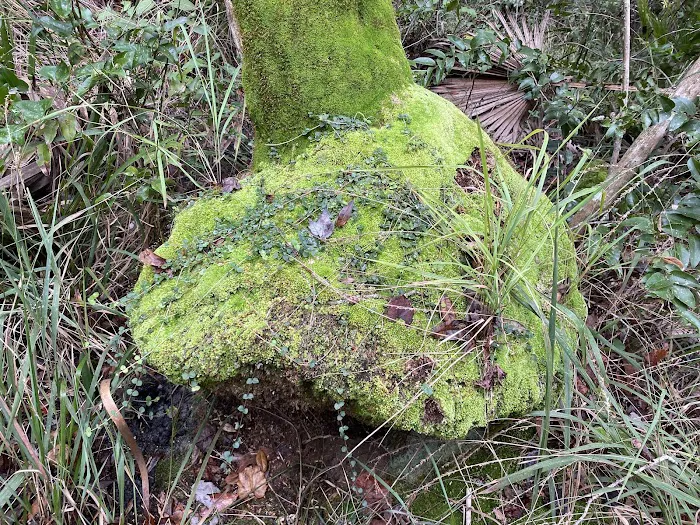 Sulpher Camp Picture 4