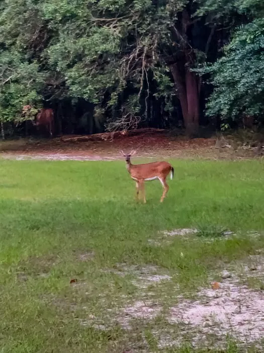 Camp Joy Group Camping Picture 5