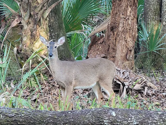 Kelly Park Campground Picture 10