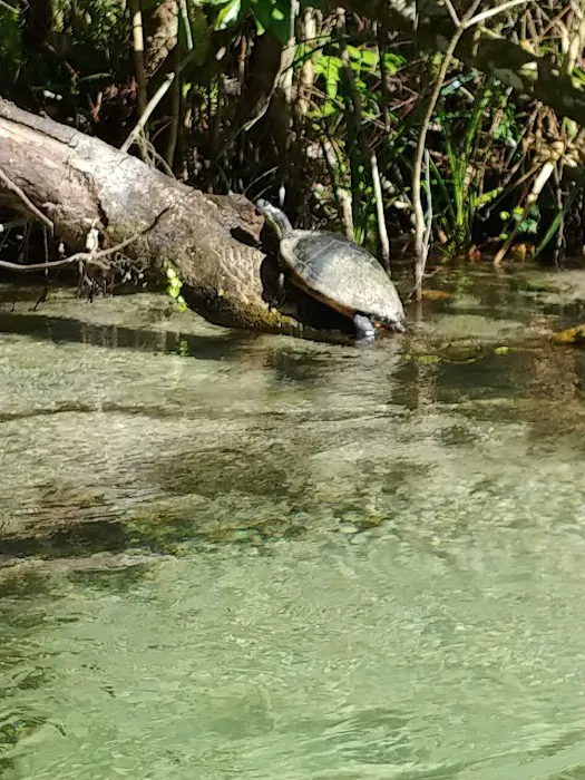 Kelly Park Campground Picture 6
