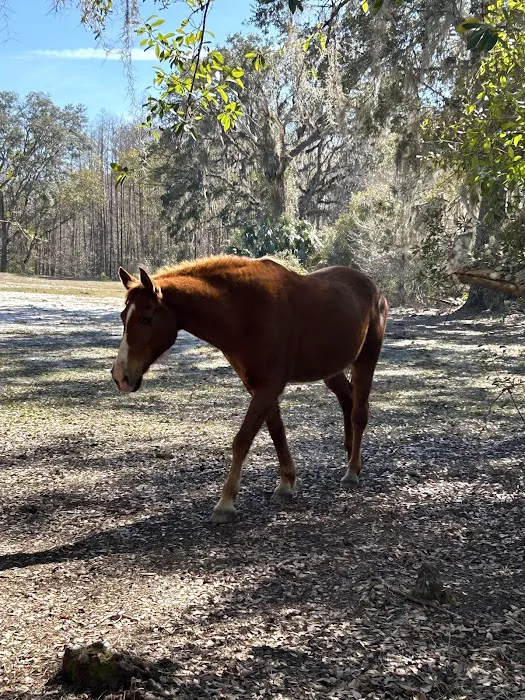 Lucky U Ranch Picture 8