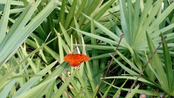 Crystal River NWR Resident Volunteer Campgrounds Picture 2
