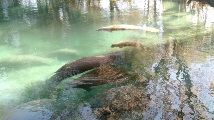 Crystal River NWR Resident Volunteer Campgrounds Picture 1