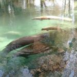 Crystal River NWR Resident Volunteer Campgrounds