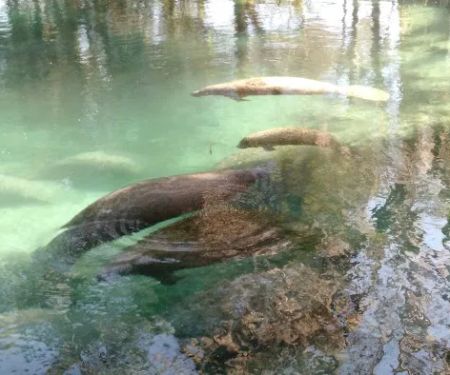 Crystal River NWR Resident Volunteer Campgrounds