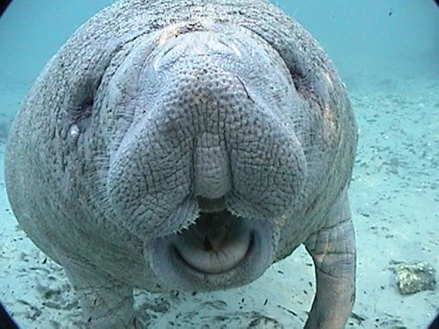 Chassahowitzka River Campground Picture 9