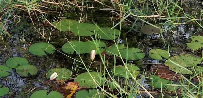 Pinelog State Park Youth Pavilion Picture 10