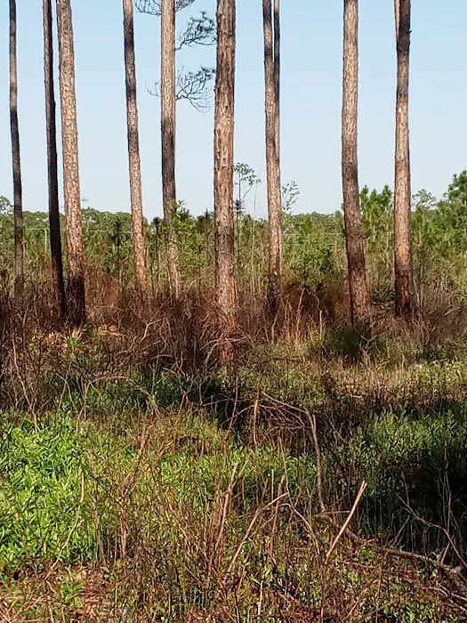 Sand Pond Campground Picture 7