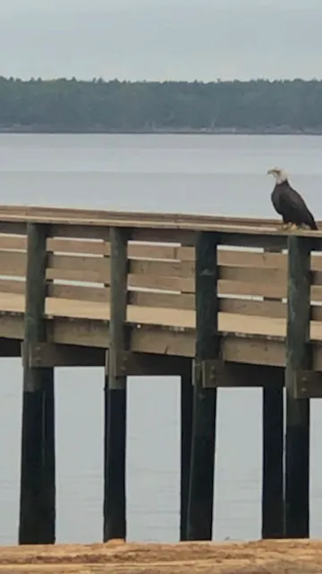 Holiday Campground on Ochlockonee Bay Picture 10