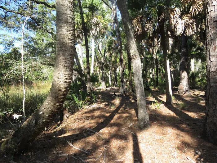 Pinhook River Campsite Picture 1