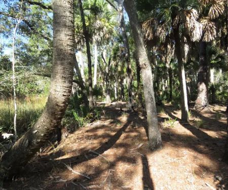 Pinhook River Campsite