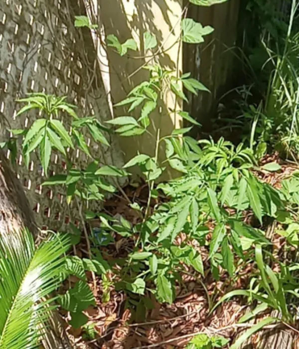 Pinhook River Campsite Picture 3