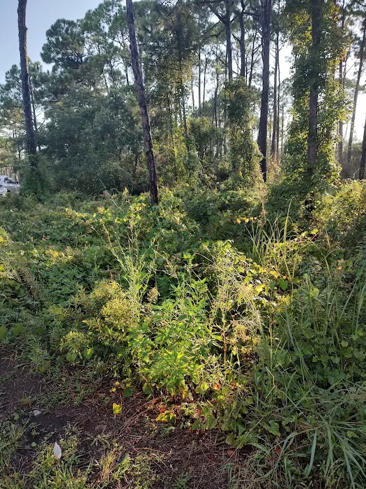 Saint George Island State Campground Picture 10