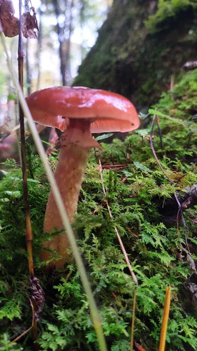 Haymeadow Creek Campsite Picture 5