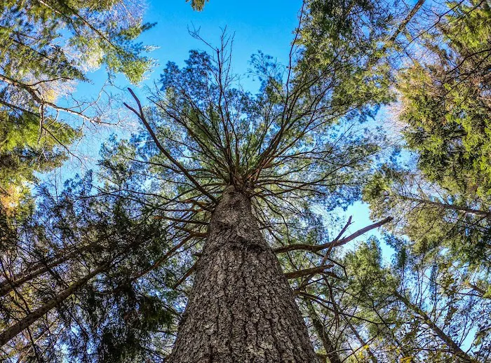 Chute Pond Park & Campground Picture 10