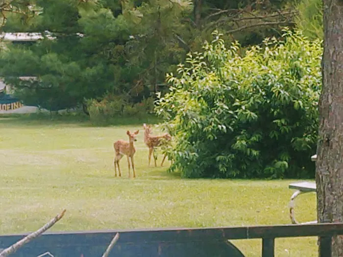 Peshtigo River Campground, LLC Picture 6