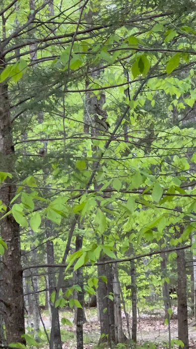 River Forest Campground Picture 6