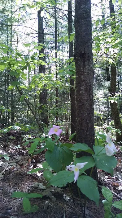 Bagley Rapids Campground Picture 3