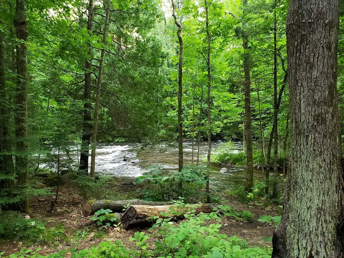 Bagley Rapids Campground Picture 2