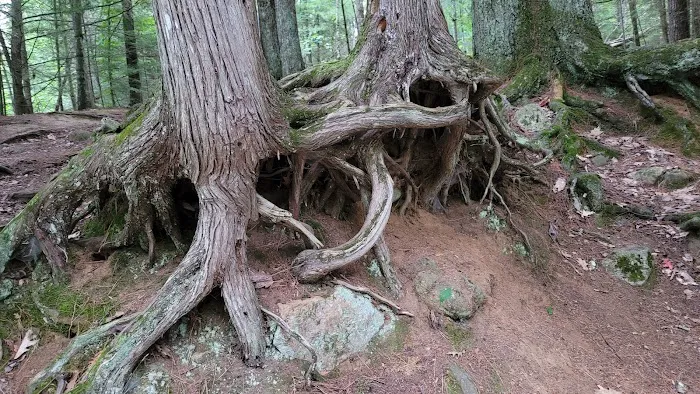 Bagley Rapids Campground Picture 8