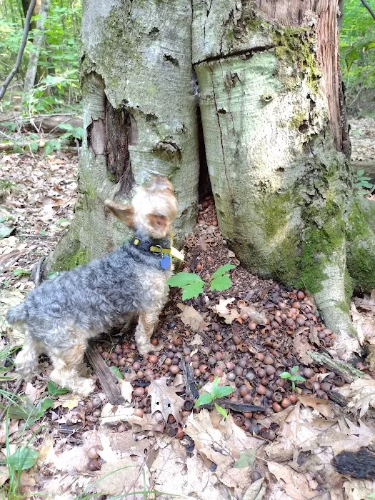 Boulder Lake Campground Picture 10