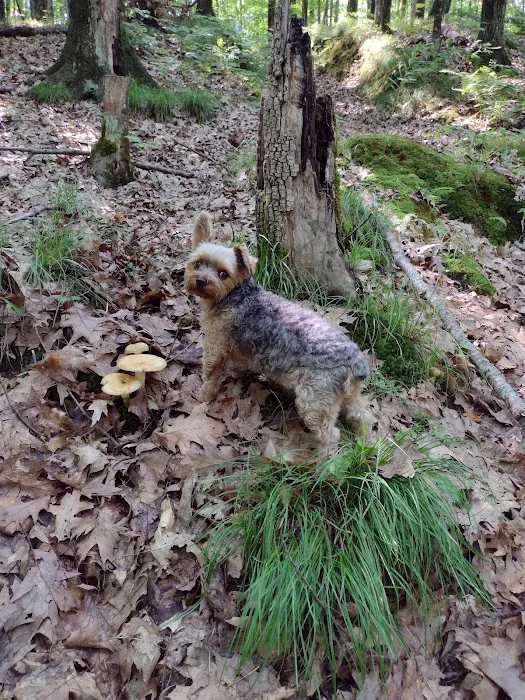 Echo Valley Resort Picture 9