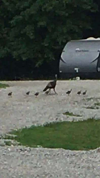 Dry Dock Campgrounds Picture 2