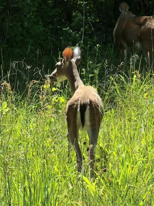 Babler State Park Campground Picture 2