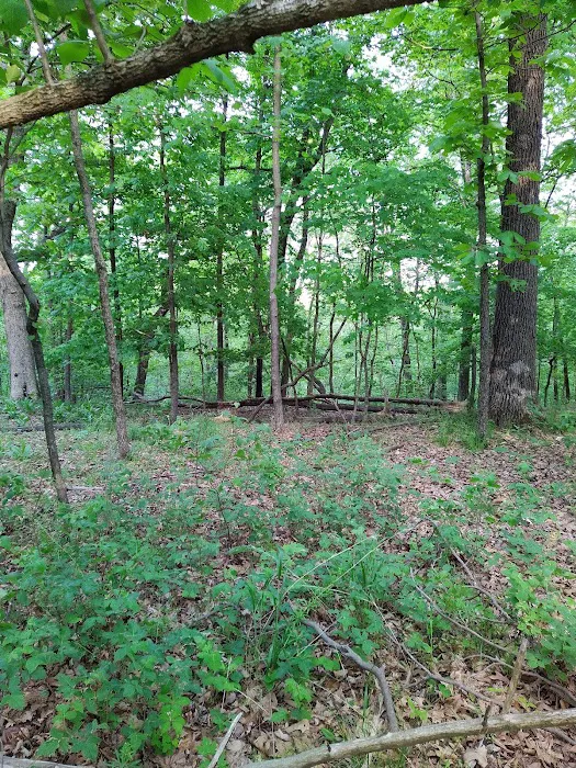 Forrest Staley County Park Picture 4
