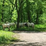Round Spring Campground