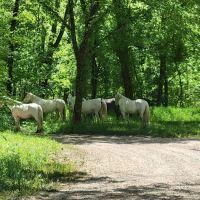 Round Spring Campground ico