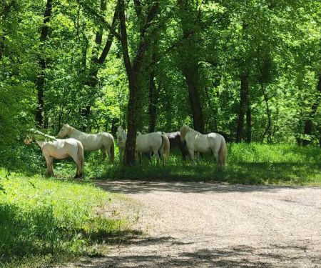 Round Spring Campground