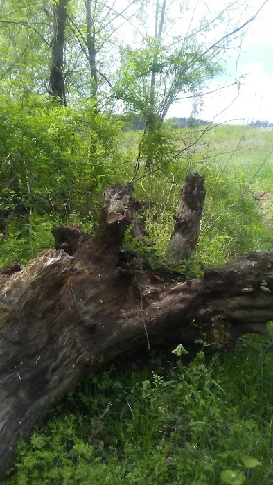 Cedargrove Campground Picture 7