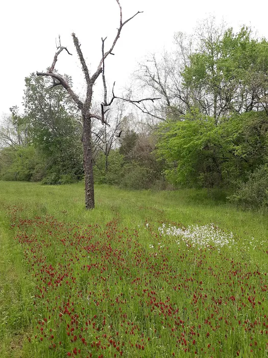 Roberts Field Campground Picture 2