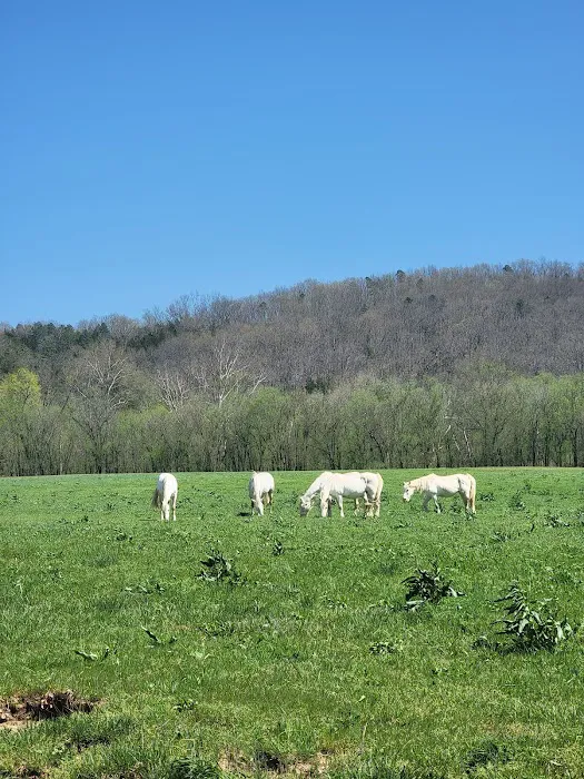 Shawnee Creek Campground Picture 3