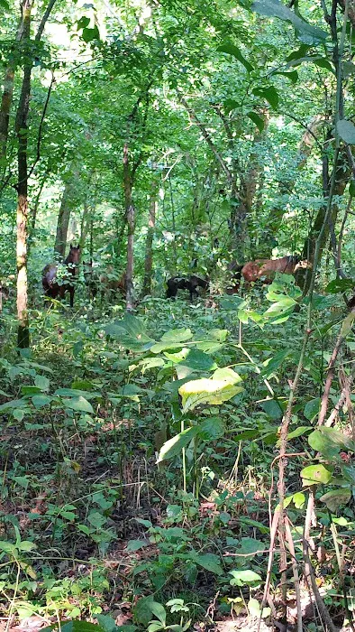 Shawnee Creek Campground Picture 6