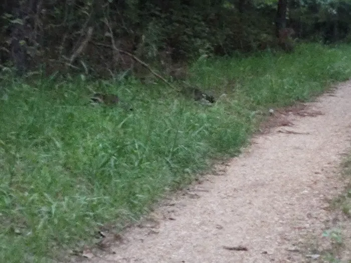 Eleven Point River Myrtle Access Picture 2