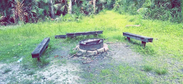 Buffalo Tram Picture 6