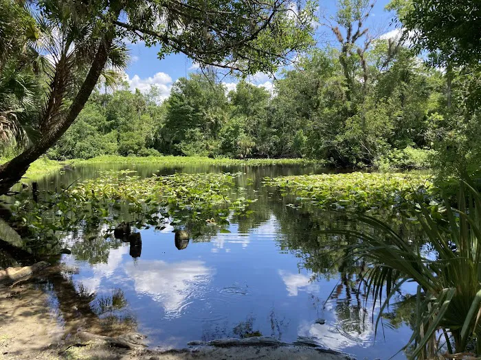 Buffalo Tram Picture 5