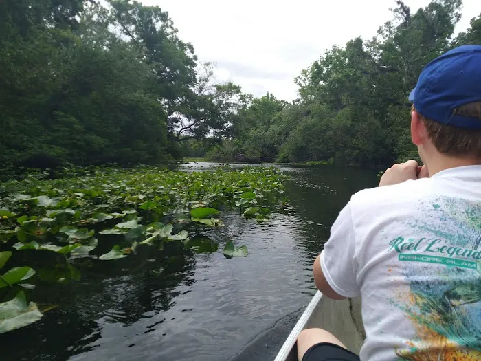 Buffalo Tram Picture 2