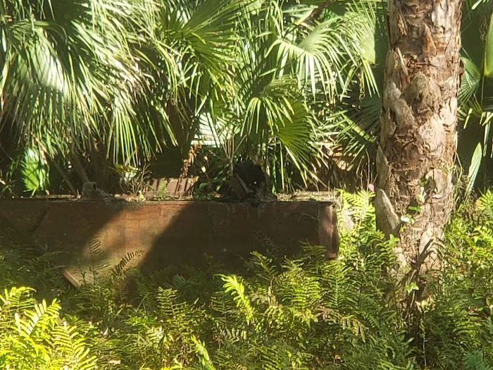 Buffalo Tram Picture 1