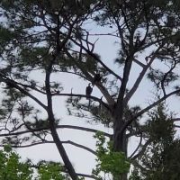 Crews Adventures ico