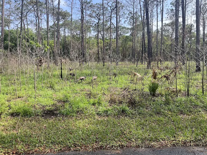 Wekiwa Springs State Park Campground Picture 5